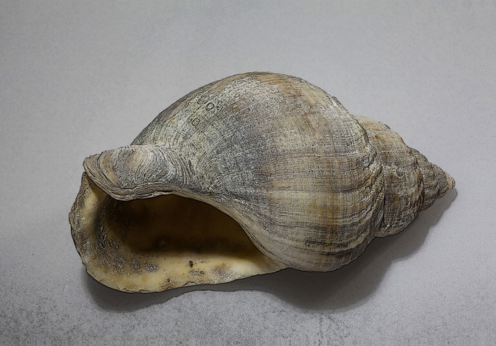 Diese Seemuscheln wurden per Software gealtert: